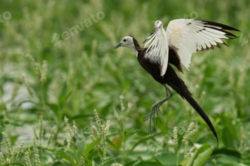 Preview: Pheasant-tailed jacana standing in a lush green field, its wings outstretched in a pose of power