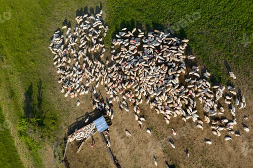 Preview: Aerial drone view of herd of sheep grazing in a meadow