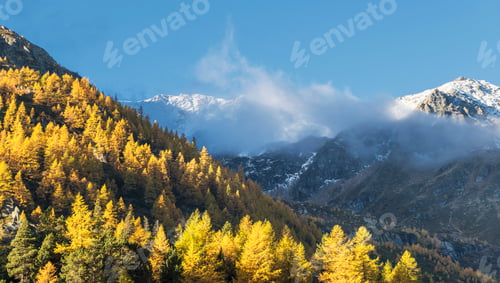 Preview: Larch forest in Swiss Alps, Simply Pass, Valais, Switzerland
