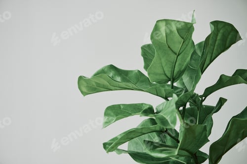 Preview: Fiddle leaf fig plant background on gray
