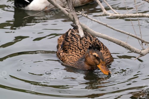 Preview: Ducks catch fish in the water