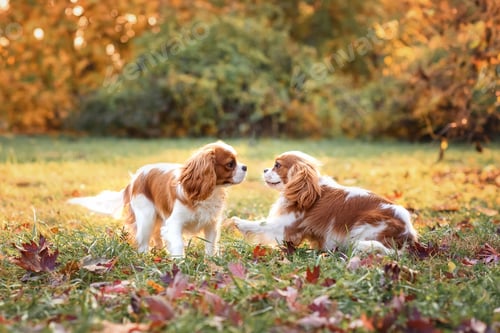 Preview: dog cavalier king charles spaniel for a walk in the autumn park