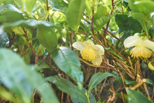 Preview: Close-up of blooming tea plant with vibrant green leaves and delicate white
