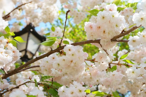 Preview: White Cherry Flowers On Tree Branch In Spring Garden With Soft Sun Light And Bokeh Background