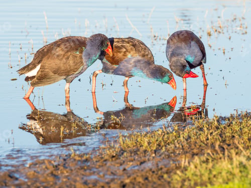 Preview: Purple Swamphen Interaction