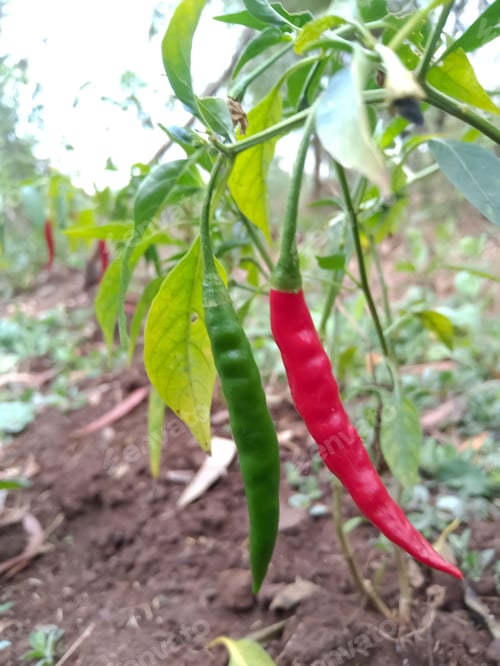 Preview: Red and green chilies on the chili tree in Indian agriculture farm