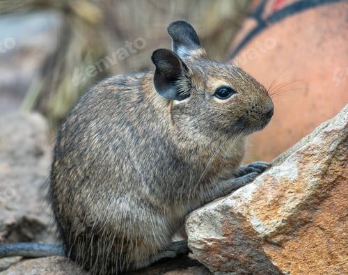 Preview: Selective focus shot of a desert woodrat