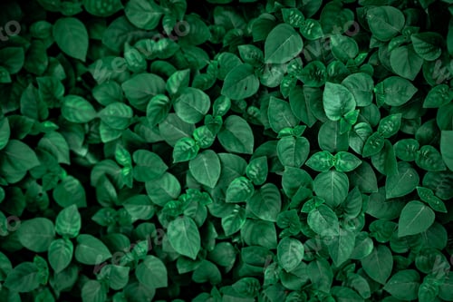 Preview: Dense dark green leaves in the garden. Emerald green leaf texture. Nature abstract background.
