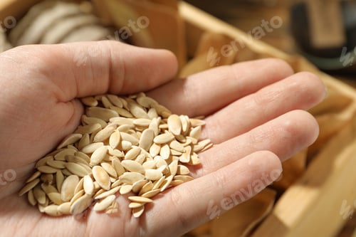 Preview: Woman holding pile of cucumber seeds, closeup. Vegetable planting