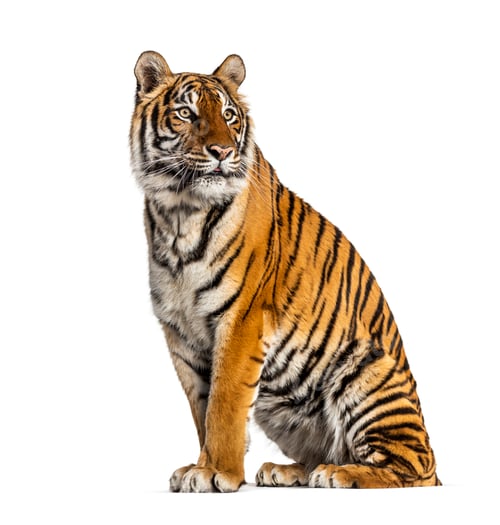 Preview: Tiger isolated