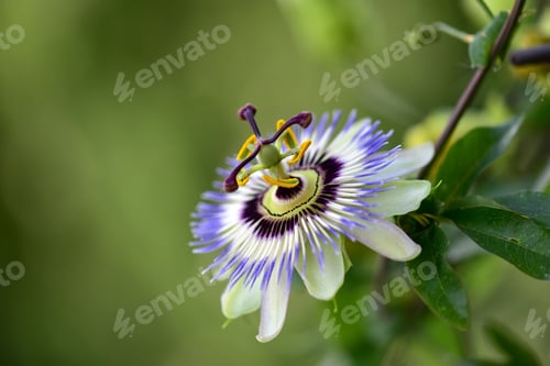 Preview: Close up view of beautiful passion flower in the garden
