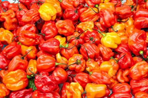 Preview: Fresh yellow, orange and red mini bell peppers