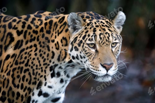 Preview: portrait of Jaguar (Panthera Onca) in natural habitat
