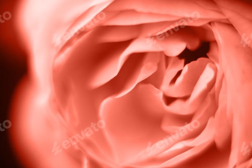 Preview: Coral rose flower macro photography close up of petals