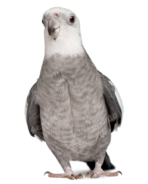Preview: Male Cockatiel, Nymphicus hollandicus, in front of white background
