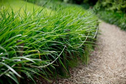 Preview: path in the park through the bushes and meadow