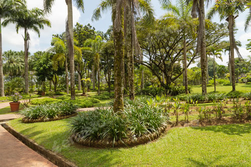 Visualização: Palm collection in сity park in Kuching, Malaysia, tropical garden with large trees and lawns.