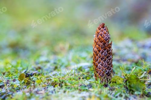 Preview: Close-up of a frosted pine cone on grass with a blurred green background