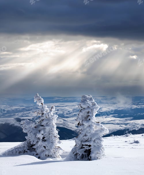 Preview: Snowy fir trees