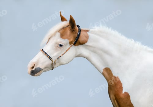 Preview: Portrait of paint American Miniature Horse on blue background.
