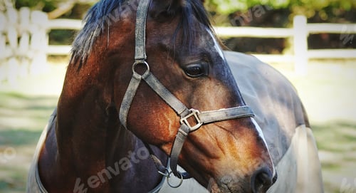 Preview: A beautiful horse