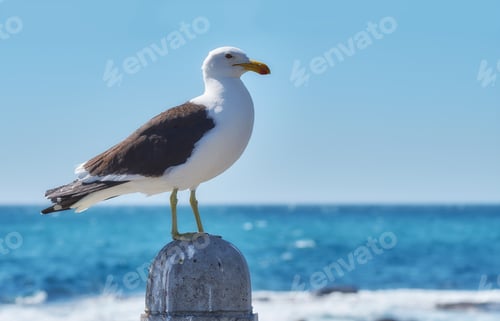 Preview: Seagull