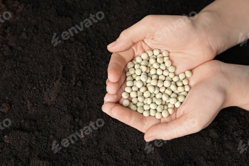 Preview: Woman holding pile of peas over soil, top view with space for text. Vegetable seeds planting