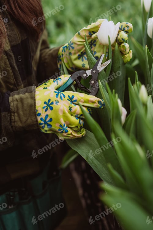 Preview: A woman takes care of tulips flowers in the garden. Spring and summer.