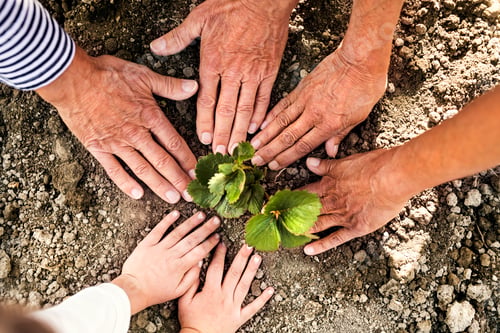 Preview: Senior couple with granddaughter gardening in the garden.