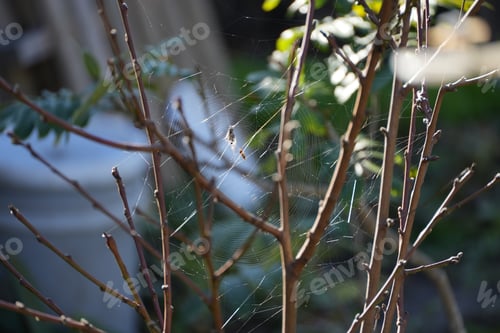 Preview: Tree enveloped in a spider web