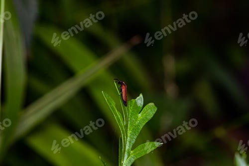Preview: Kenya Small Insects Macro Animals Fauna Plants Flowers Vegatations Field