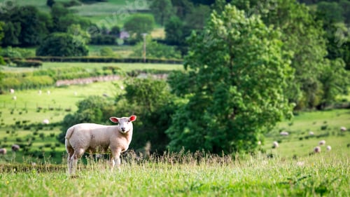 Preview: Small sheep on the top of green hill, England