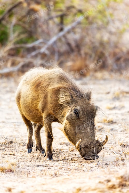 Preview: Warthog Grazing in South Africa