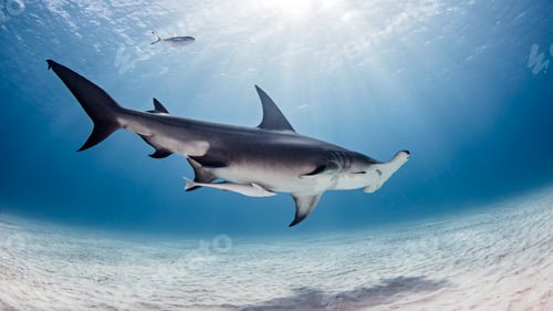 Preview: Underwater view of great hammerhead shark, Alice Town, Bimini, Bahamas