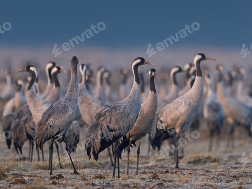 Preview: Common crane (Grus grus)