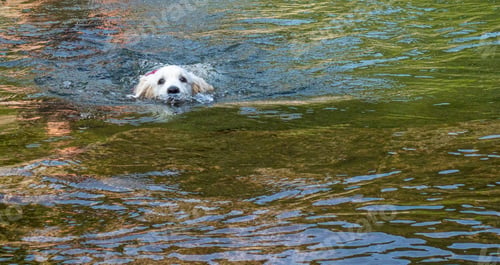Preview: Puppy learning to swim alone in lagoon