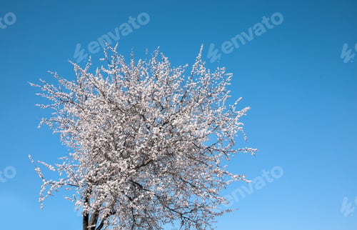 Preview: Beautiful blossoming apricot tree on sunny day outdoors. Springtime
