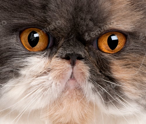 Preview: Close-up of Persian cat, 18 months old