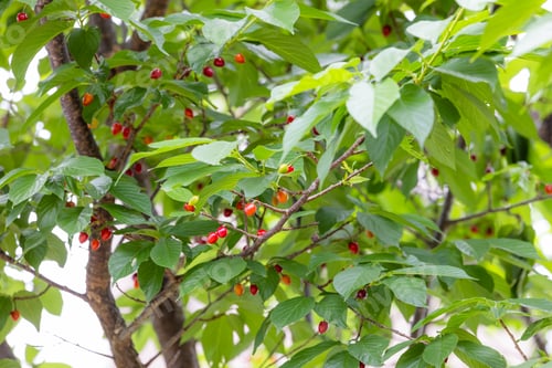 Preview: Cherry seed on the tree with sakura flower