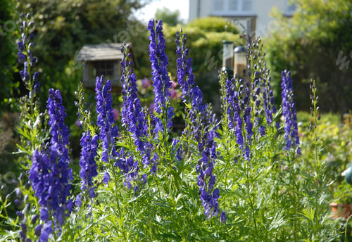 Preview: Purple flowers of Aconitum napellus, also known as Monkshood or Wolf’s Bane