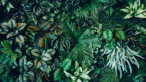 Preview: Close up group of background tropical green leaves texture and abstract background.