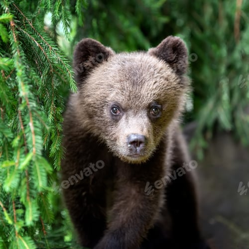 Preview: Cub of brown bear in the forest