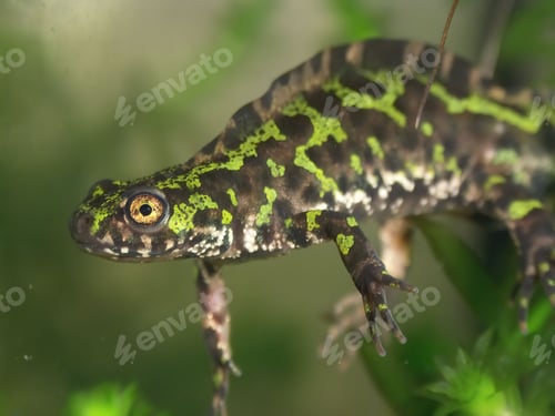 Preview: Closeup on an impressive crested French male Marbled newt, Triturus marmoratus