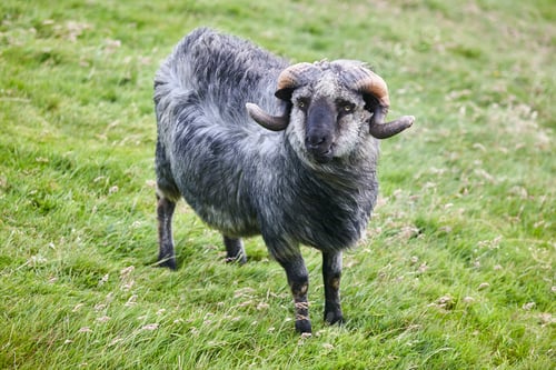 Preview: Sheep lamb grazing in the countryside Faroe islands