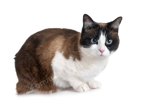 Visualização: gato siamês em estúdio