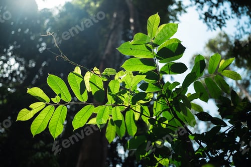 Preview: Environmental Conservation, Emphasizing Importance of Green Leaves and Trees in Forests