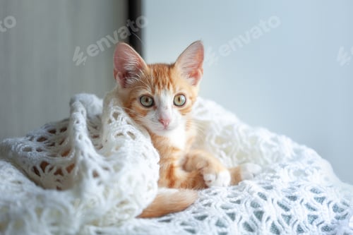 Preview: Adorable Kitten Wrapped in White Knit Blanket