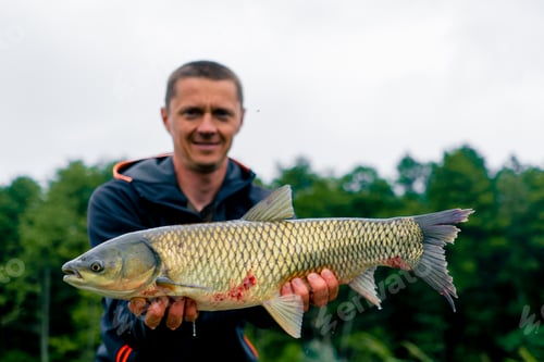 Preview: satisfied professional fisherman holding carp on the bank of a river fishing in a pond with good c
