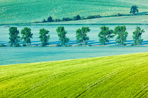 Preview: Moravian rolling landscape with trees in morning