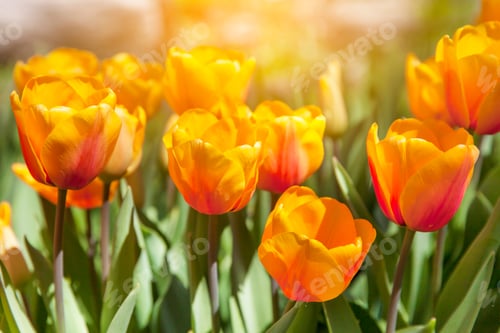 Preview: Bright colorful orange tulips in spring